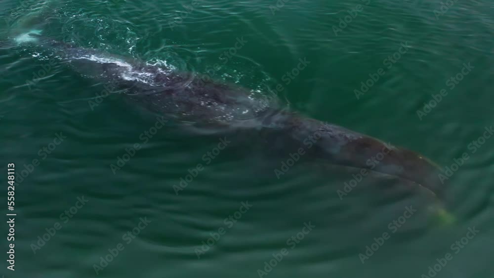 Whale swimming in the ocean, close up view of the head. Whale in the sea, close-up of head and tail Whale swimming in the ocean, close up view of the head. Whale in the sea, close-up of head and tail
