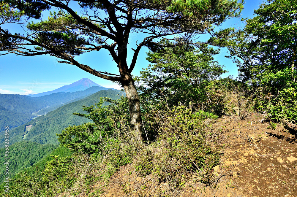道志山塊の道志山稜縦走コース　赤鞍ヶ岳のウバガ岩より富士山を望む
