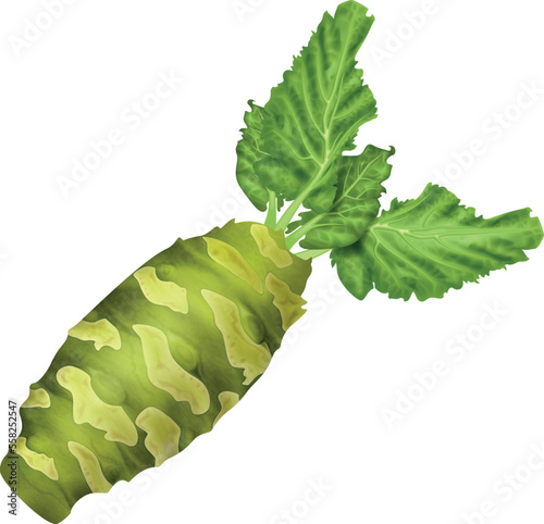 Wasabi root isolated on white background. Photo- realistic vector illustration.