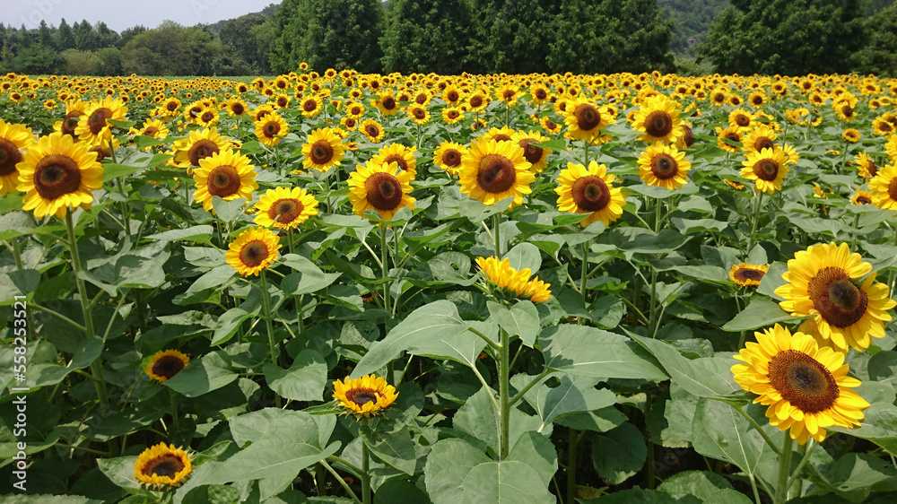 Obraz premium 世羅高原のヒマワリ畑