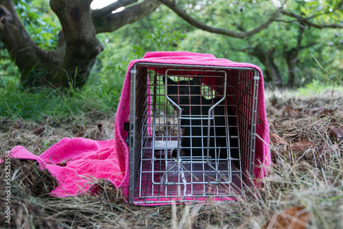Wild_black_cat_in_trap