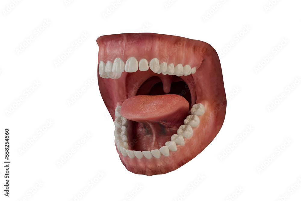 Photorealistic human mouth. 3D illustration. Caries damage. Clean tooth. Isolated background.