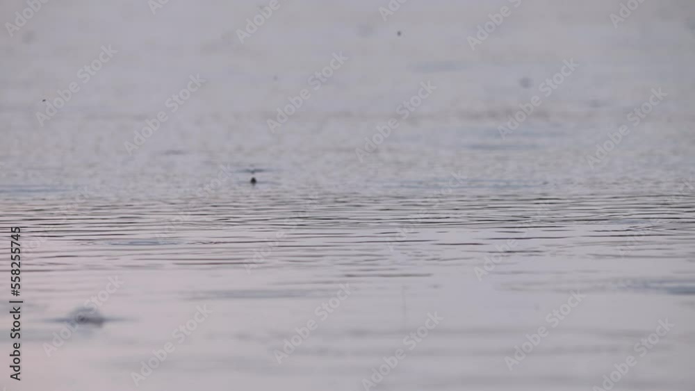 Beautiful drizzling rain in bad summer weather drips down to the surface of the pond, leaving a trail of circles. Beautiful drizzling rain in bad summer weather drips down to the surface of the pond, leaving a trail of circles.