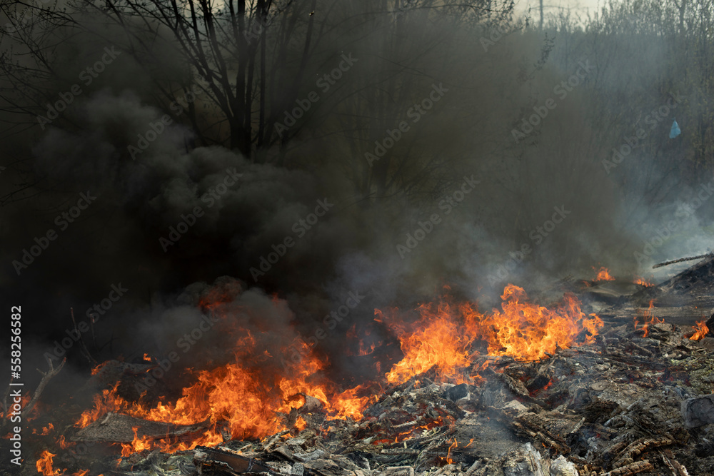 Fire in forest. Fire and smoke. Environmental problem. Fire in forest. Fire and smoke. Environmental problem.