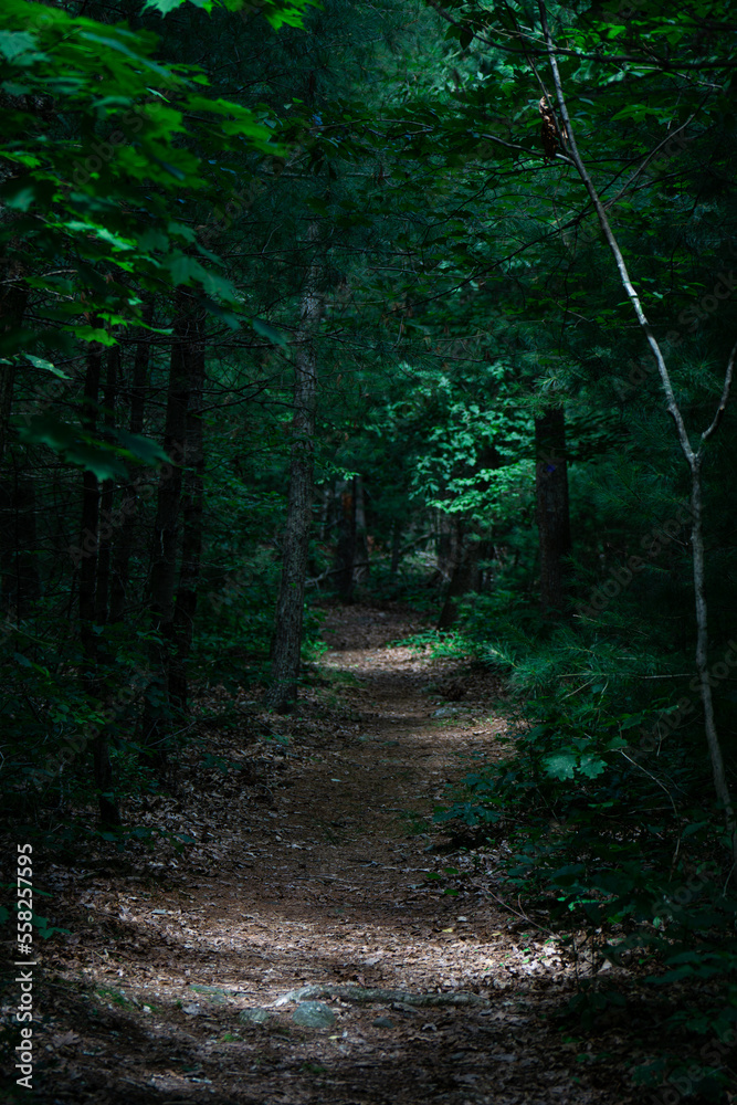 Obraz premium Nature's path