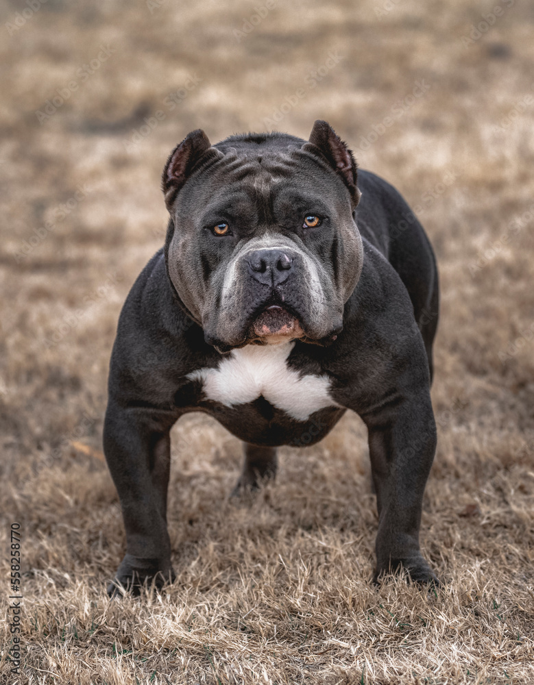 Full front portrait of a pit bull terrier at the park