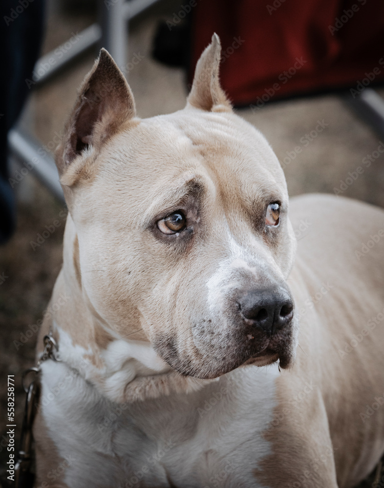Tan American Staffordshire Terrier profile portrait Tan American Staffordshire Terrier profile portrait