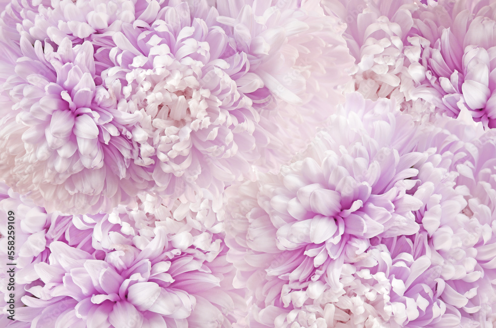 Floral background.Asters petals texture in purplecolors.Floral delicate wallpaper. Asters background.Beautiful Floral background 