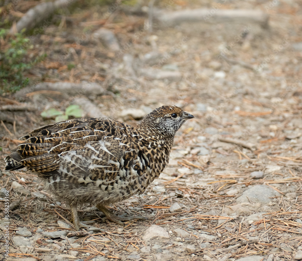 ptarmigan bird ptarmigan bird
