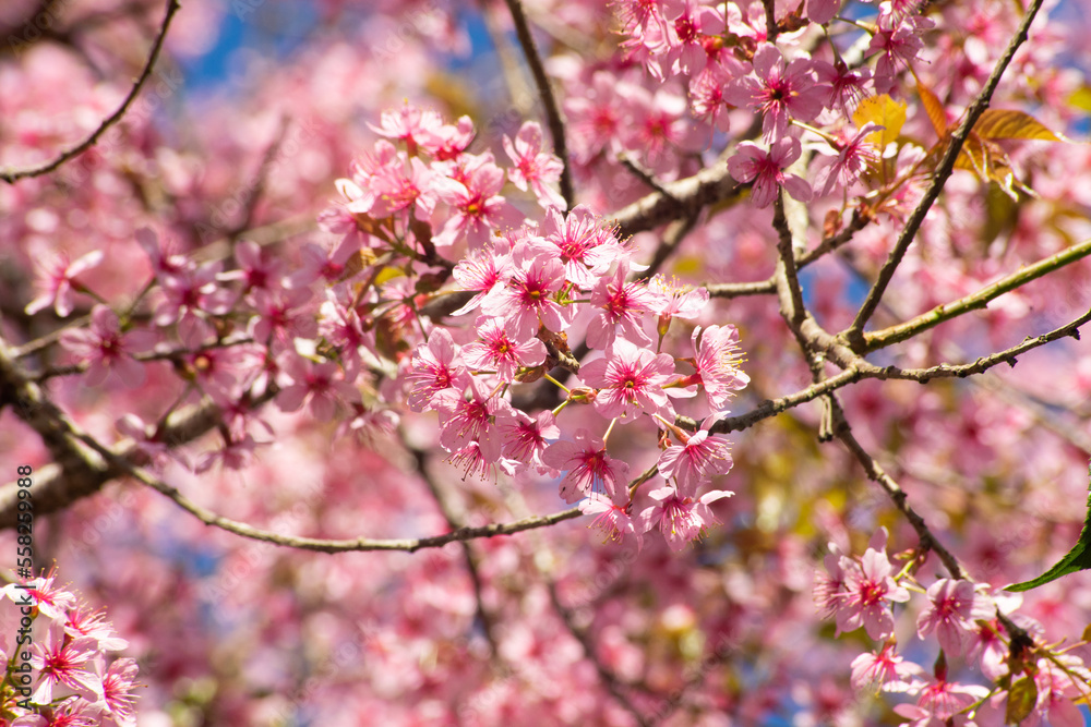 Soft cherry blossoms or cherry blossoms on nature blue background Soft cherry blossoms or cherry blossoms on nature blue background