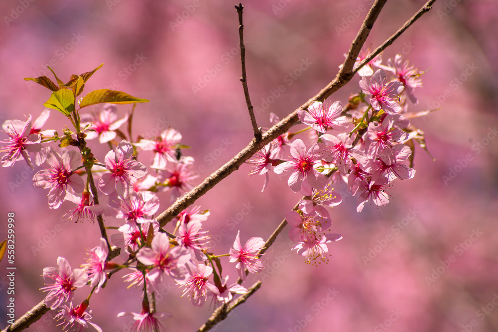 Photo of Sakura flower in the garden in Thailand Photo of Sakura flower in the garden in Thailand