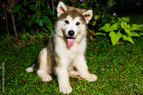 Vászonkép alaskan malamute puppy