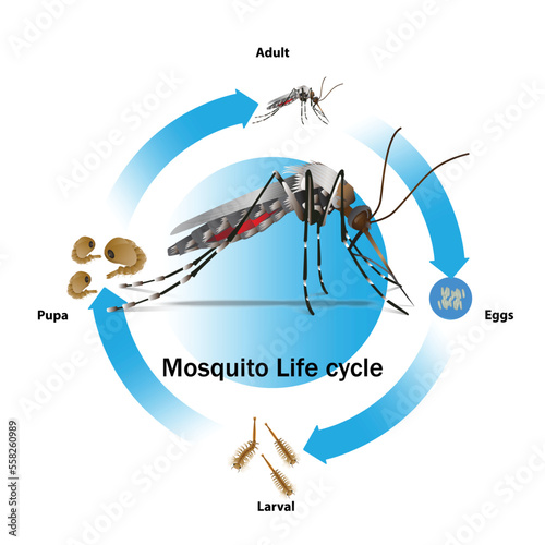 Mosquito Life cycle