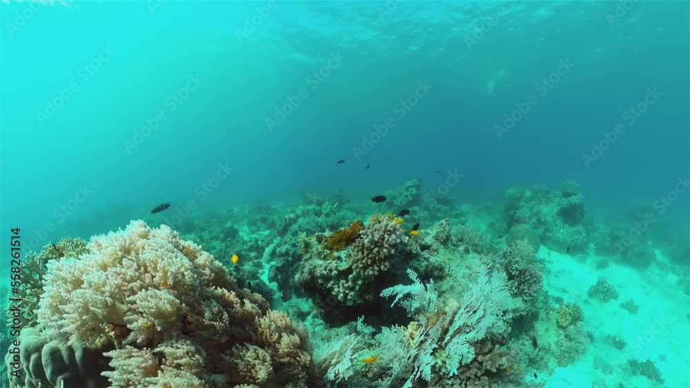 Tropical Fish Corals Marine Reef. Underwater Sea Tropical Life. Tropical underwater sea fishes. Underwater fish reef marine. Tropical colorful underwater seascape. Philippines. Tropical Fish Corals Marine Reef. Underwater Sea Tropical Life. Tropical underwater sea fishes. Underwater fish reef marine. Tropical colorful underwater seascape. Philippines.