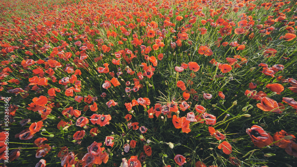 A large field of red poppy flowers at sunset.