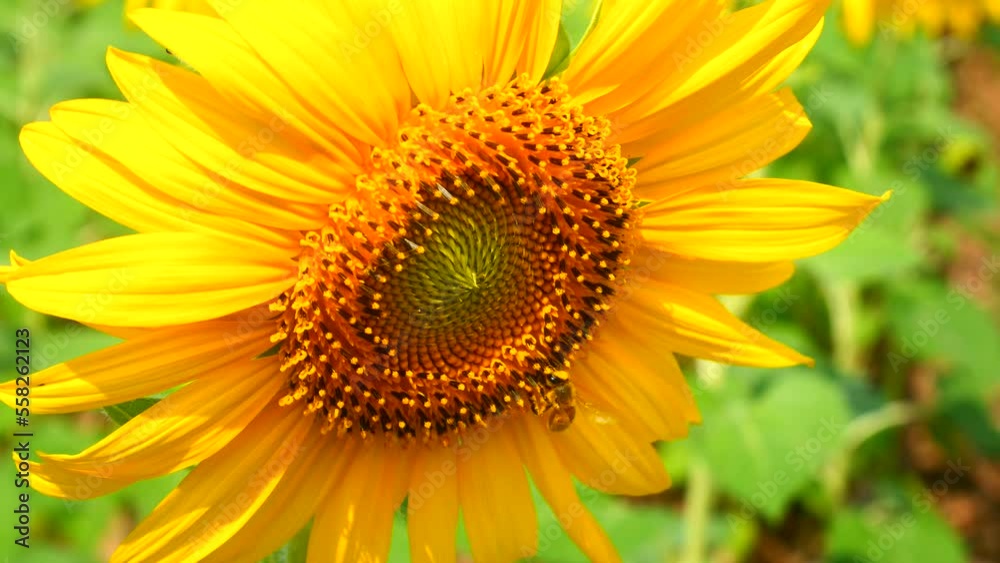 sunflower close up, Bees are eating nectar from sunflower pollen. sunflower close up, Bees are eating nectar from sunflower pollen.