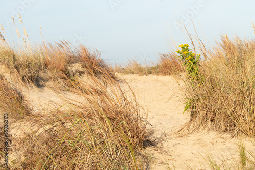 narrow sandy foot path with loose substrate for a walk over the dunes with some grasses and vegetation rooting into the ground and harboring a tiny habitat for birds insects and plants. photo