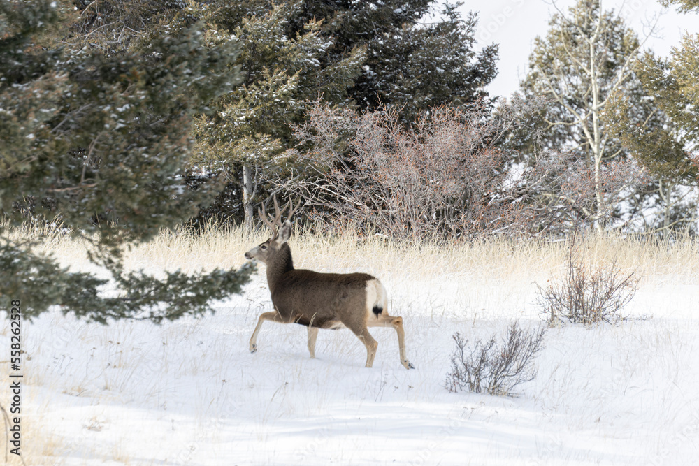 Fototapeta premium Mule Deer Buck in Snow