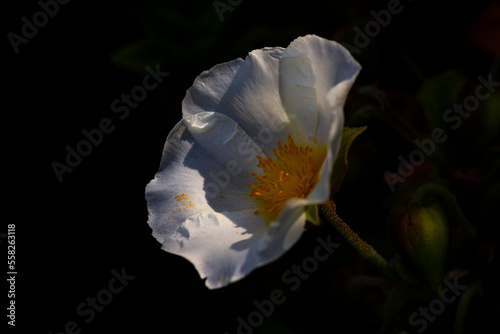 pollen on white flower