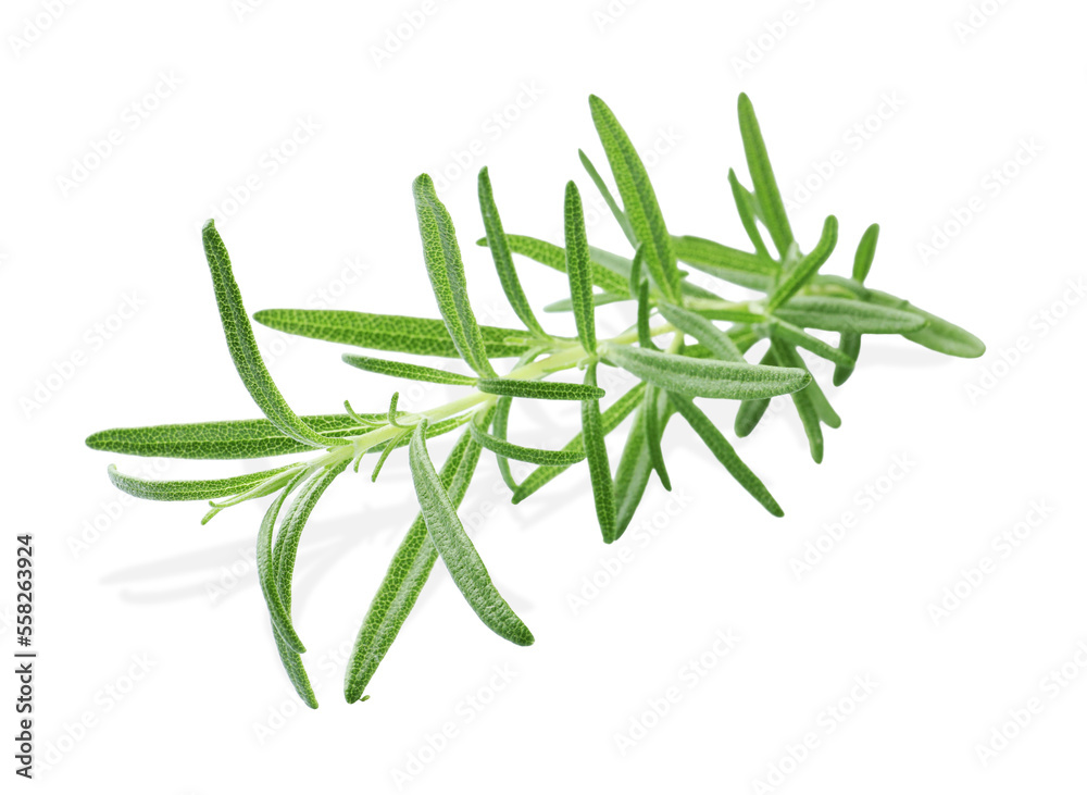 Aromatic green rosemary sprig isolated on white. Fresh herb Aromatic green rosemary sprig isolated on white. Fresh herb