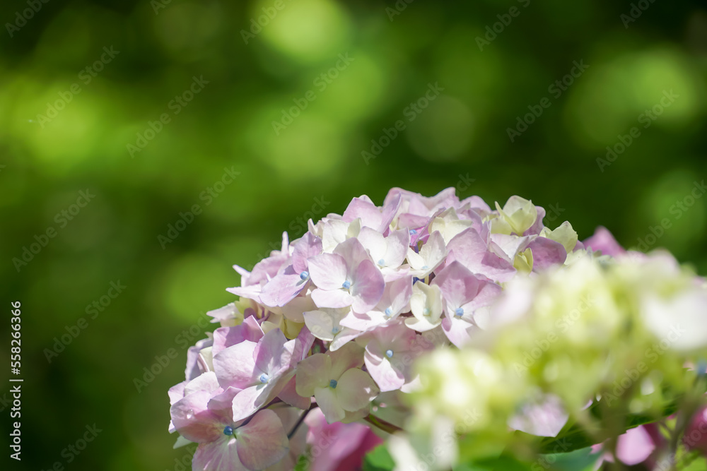アジサイ(紫陽花) アジサイ(紫陽花)