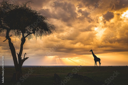 Giraffe on the Plains of Africa 
