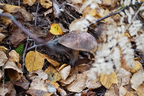Cossack mushroom, Canada, Ontario