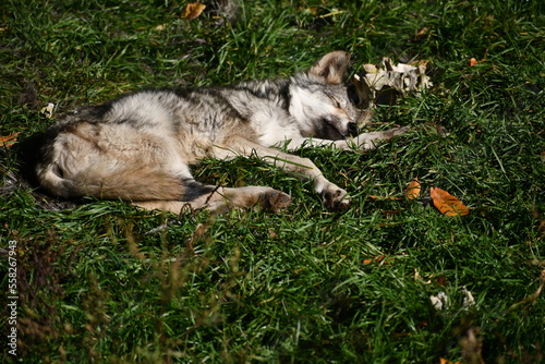 Cute 6 months old timber wolf puppy sleeping