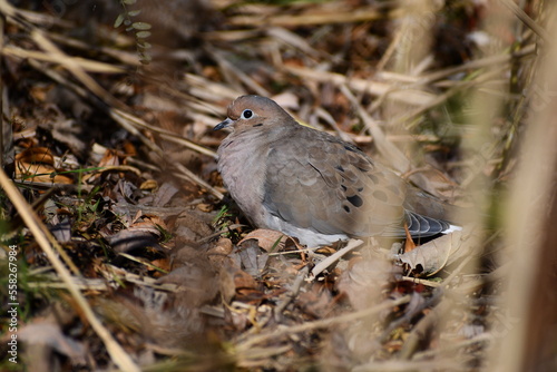 The mouring dove