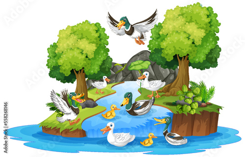 Wild ducks in the forest