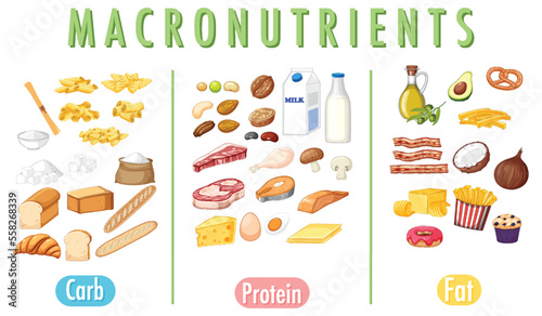 Main food groups macronutrients vector