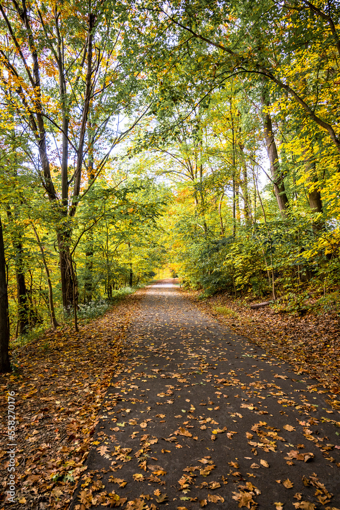 Attractive walking path for lovers of autumn nature with yellowing trees and falling leaves