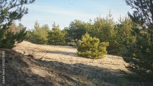 A small lush pine tree in the forest