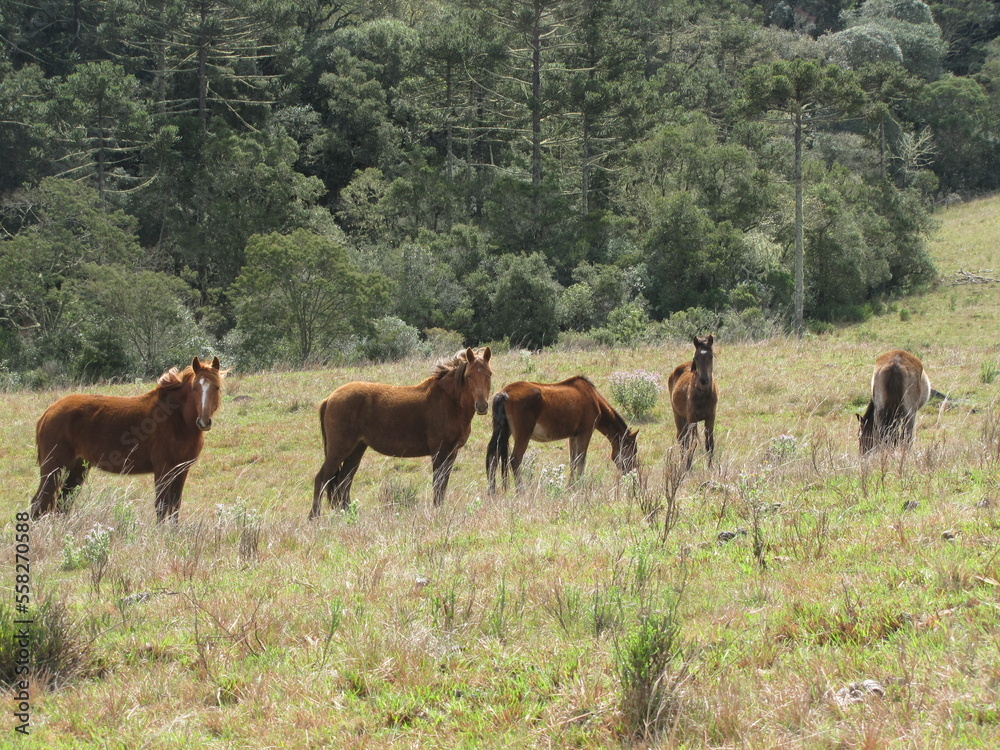 cavalos cavalos