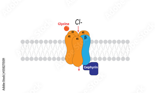 Glycine receptor
