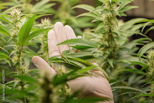 Scientists pruning cannabis inside the farm,cannabis marijuana science lab farming for increse THC, CBD chemical on cannabis flower. Cannabis greenhouse control environtment for medical industry.