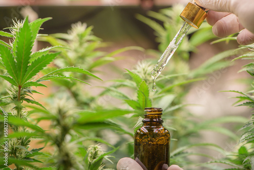 Scientist holding a bottle of cannabis oil,cannabis marijuana science lab farming for increse THC, CBD chemical on cannabis flower. Cannabis greenhouse control environtment for medical industry. photo