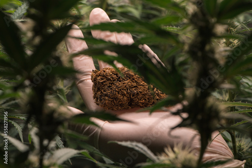 Scientist holding dried cannabis flower,cannabis marijuana science lab farming for increse THC, CBD chemical on cannabis flower. Cannabis greenhouse control environtment for medical industry. photo