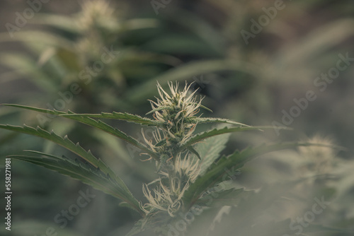 Dark green marijuana flowers and leaves rise with white smoke. Marijuana growing in marijuana farmers plant farm, natural marijuana or sativa ganja weed green herb for medical use.