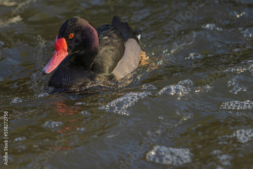 Rosy Bill Duck Swimming In The Pond. Rosy Billed Pochard (Netta peposaca) With Red Beak photo