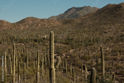 saguaro cactus landscape