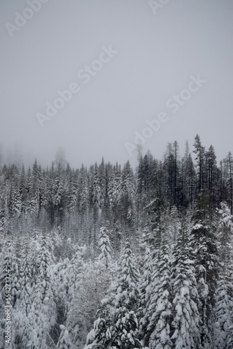 Snowy trees in Tahoe