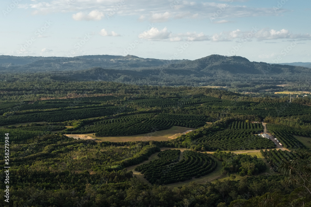 Olive orchards in queensland