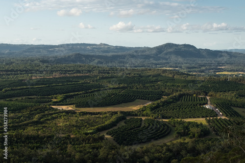 Olive orchards in queensland