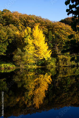 秋の円良田湖とイチョウの黄葉