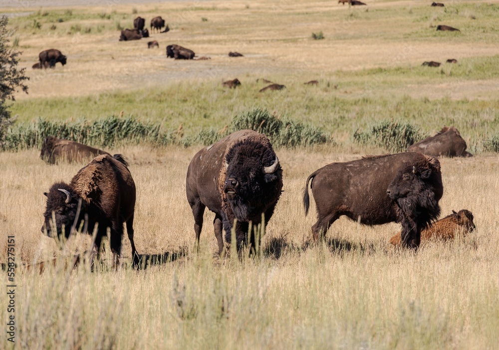  Wild American Bison (Buffalo) in a wildlife conservation program on Antelope Island in Utah, USA. 