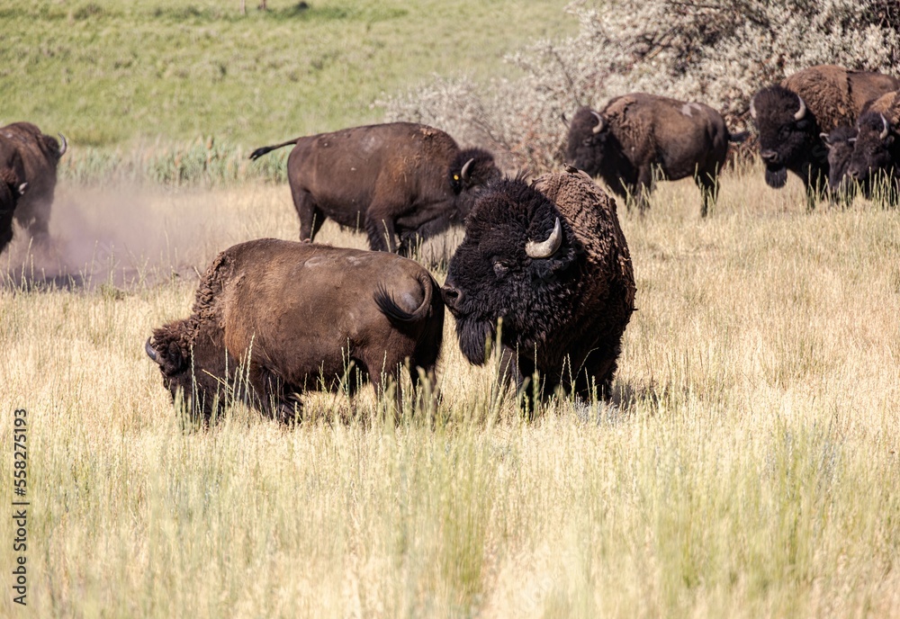  Wild American Bison (Buffalo) in a wildlife conservation program on Antelope Island in Utah, USA. 