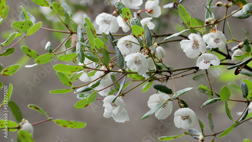 close up of leatherwood flowers on a tree at cradle mt