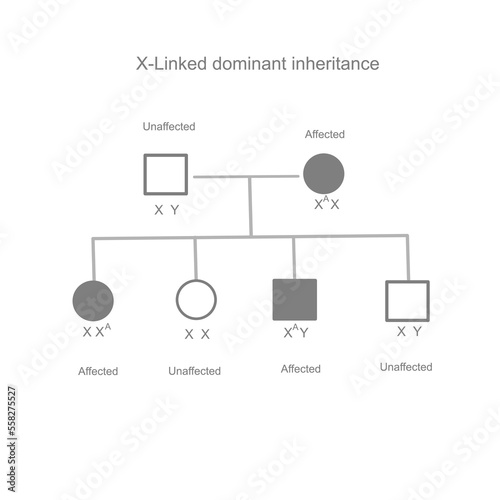 The inheritance pattern of  X-Linked dominant that showing the dominant gene (mutation) were inherited from parent to child.