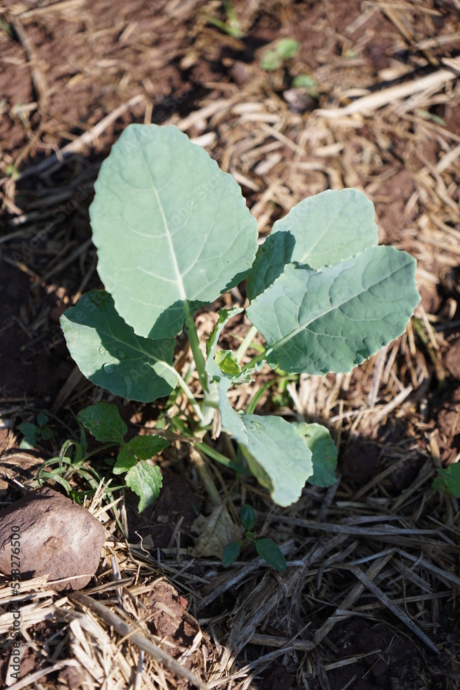 Green cauliflower plants with plump green stems and leaves grow along the straw-covered ground. Green cauliflower plants with plump green stems and leaves grow along the straw-covered ground.